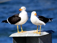 Pacific Gull (click to enlarge)